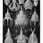 Haeckel Şişe Işınlıları