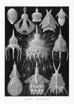 Haeckel Şişe Işınlıları