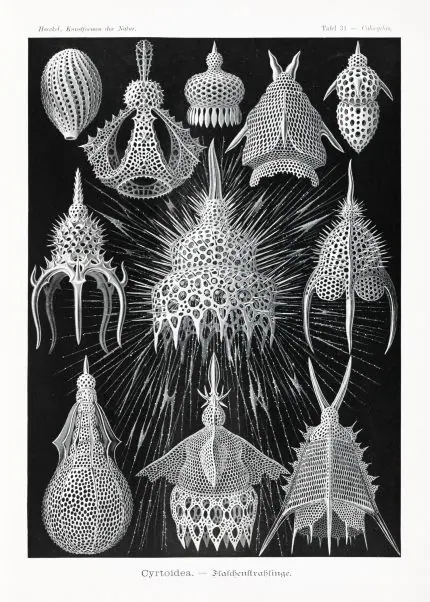 Haeckel Şişe Işınlıları