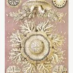 Haeckel Disk Denizanaları
