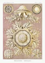 Haeckel Disk Denizanaları