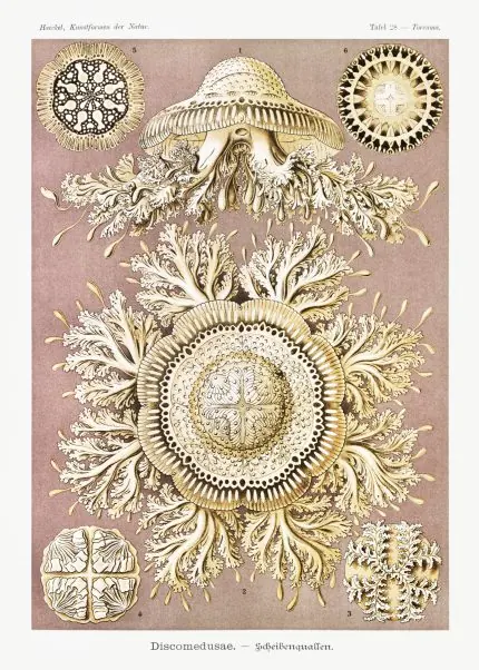 Ernst Haeckel