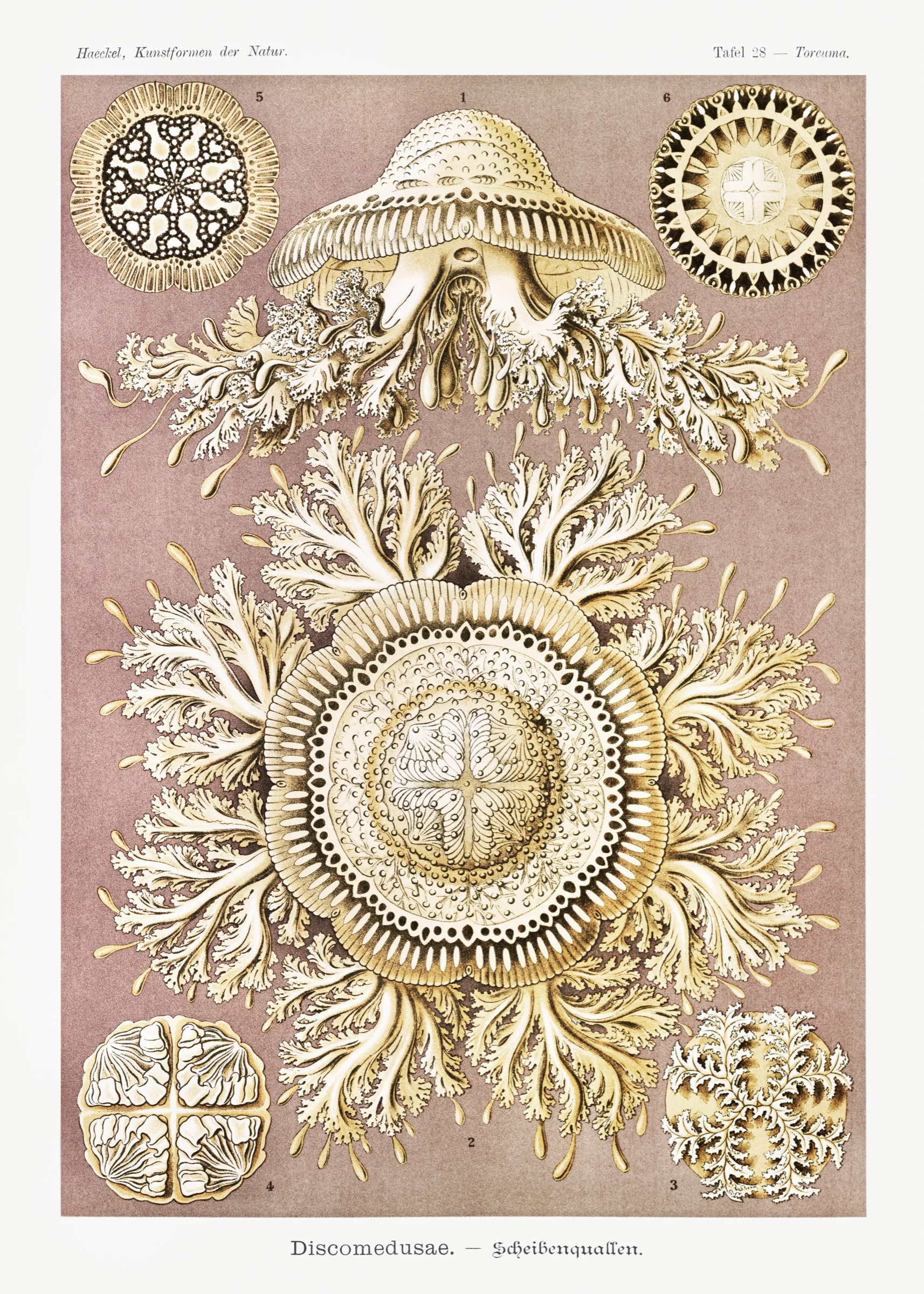 Haeckel Disk Denizanaları Haeckel Disk Denizanaları