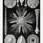 Haeckel Deniz Kestaneleri