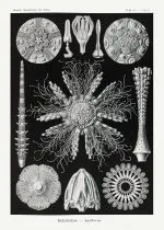 Haeckel Deniz Kestaneleri