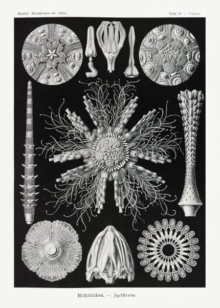 Haeckel Deniz Kestaneleri