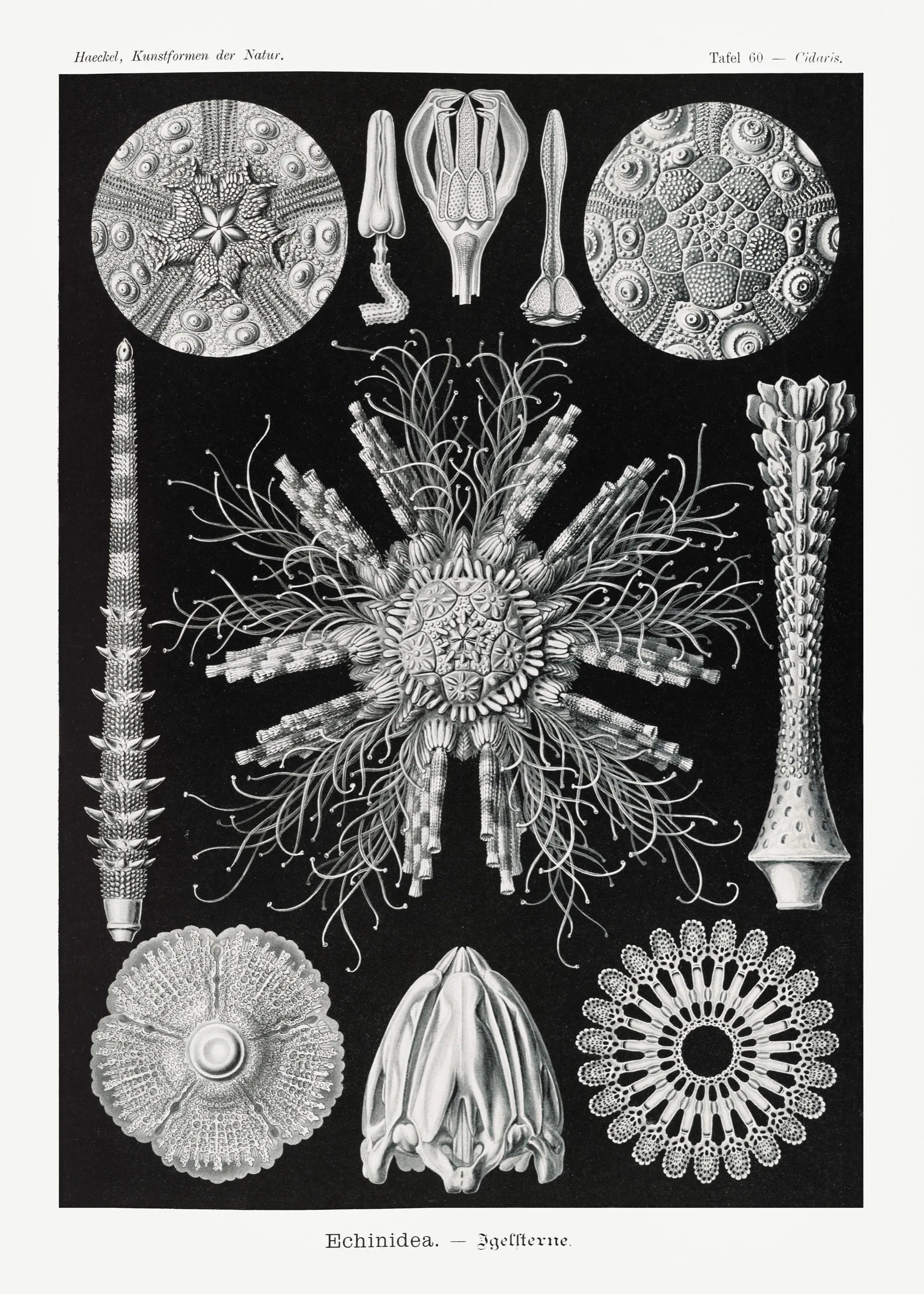Haeckel Deniz Kestaneleri Haeckel Deniz Kestaneleri