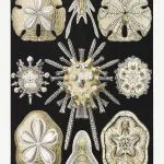Haeckel Deniz Kestanesi Kabukları