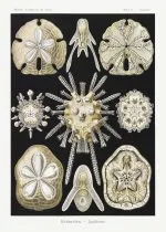 Haeckel Deniz Kestanesi Kabukları