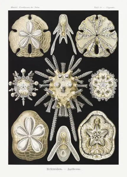 Haeckel Deniz Kestanesi Kabukları