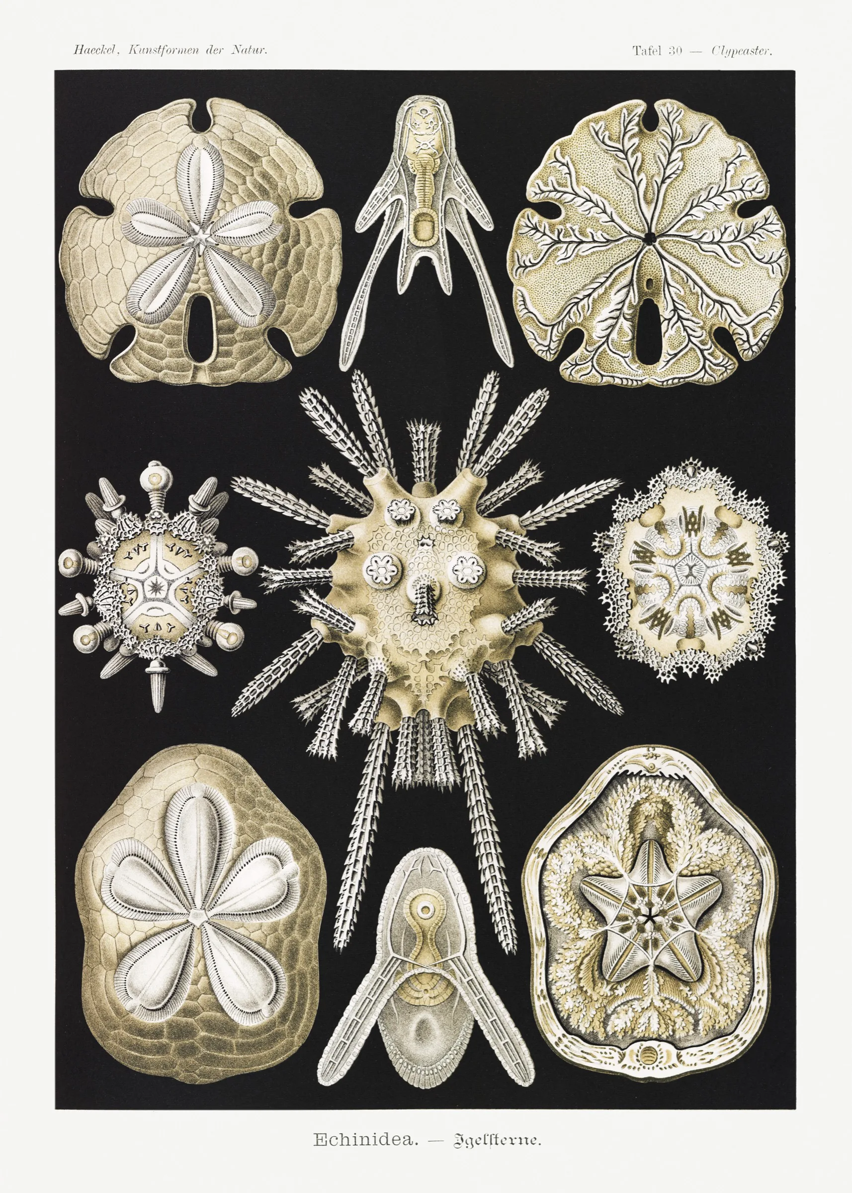 Haeckel Deniz Kestanesi Kabukları Haeckel Deniz Kestanesi Kabukları