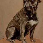 Masada Oturan Köpek