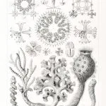 Haeckel Cam Süngerler