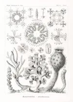 Haeckel Cam Süngerler