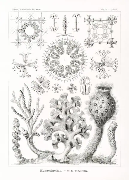 Haeckel Cam Süngerler