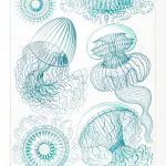 Haeckel Kıvrımlı Denizanaları