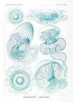 Haeckel Kıvrımlı Denizanaları