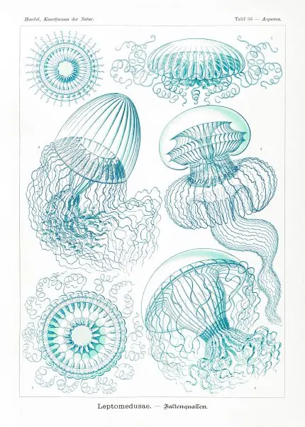 Ernst Haeckel