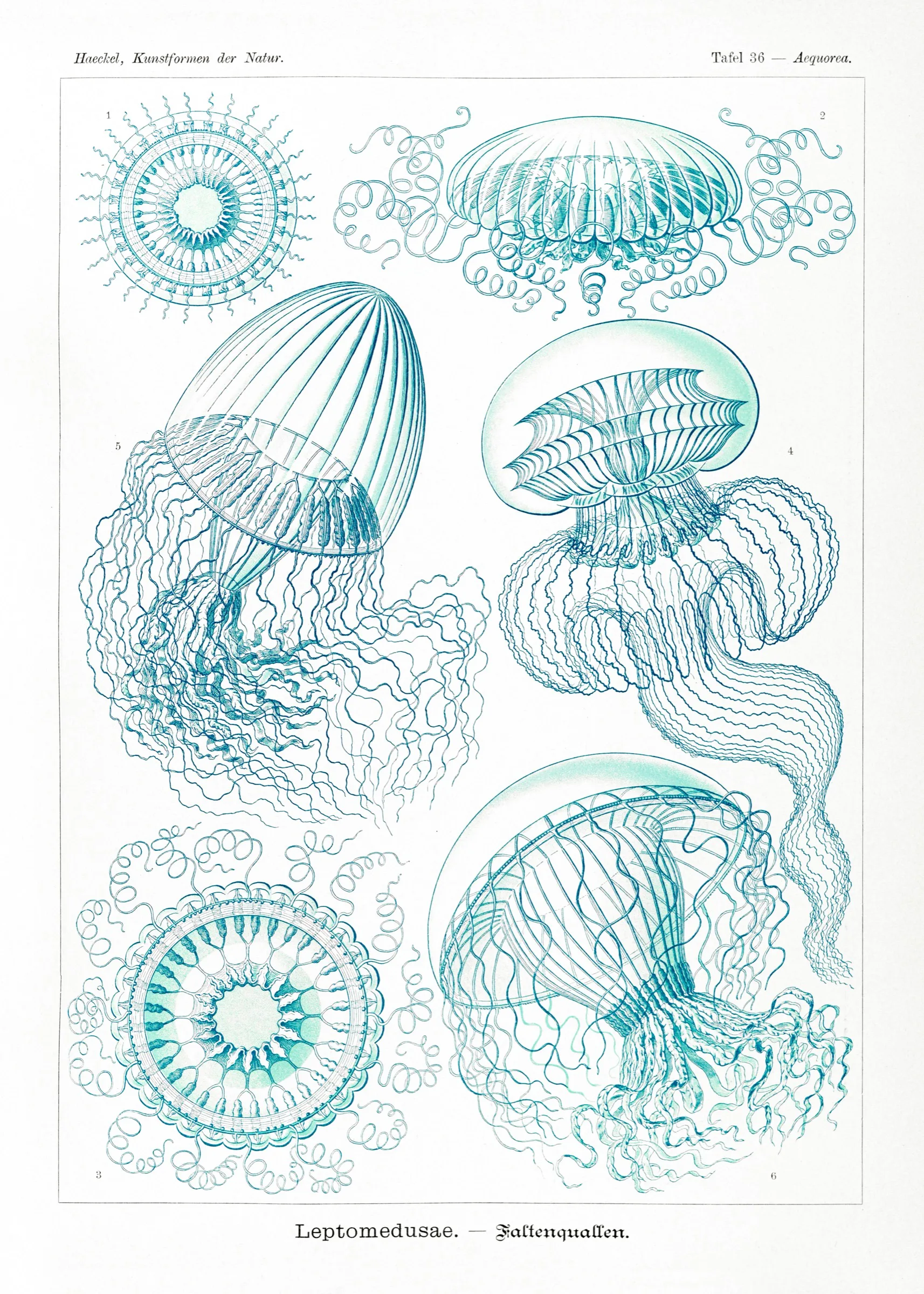 Haeckel Kıvrımlı Denizanaları Haeckel Kıvrımlı Denizanaları
