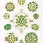 Haeckel Yeşil Algler