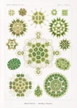 Haeckel Yeşil Algler