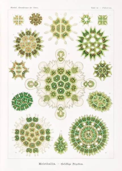 Haeckel Yeşil Algler