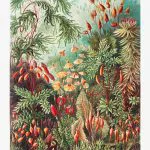 Haeckel Yaprak Yosunları