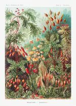 Haeckel Yaprak Yosunları