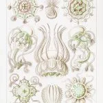 Haeckel Toka Denizanaları
