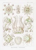 Haeckel Toka Denizanaları