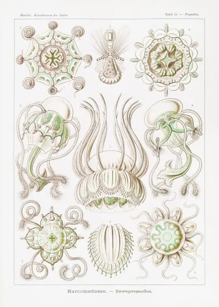 Haeckel Toka Denizanaları
