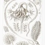 Haeckel Tüy Mercanları