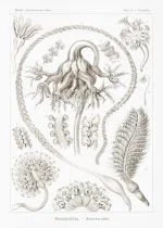 Haeckel Tüy Mercanları