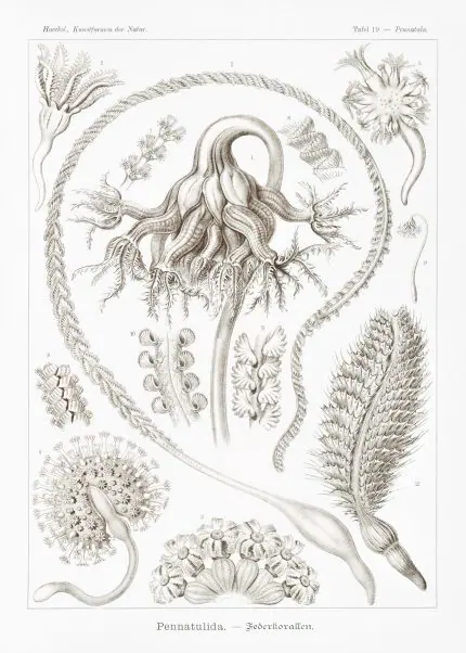Haeckel Tüy Mercanları