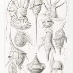 Haeckel Zırhlı Kamçılılar