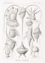 Haeckel Zırhlı Kamçılılar