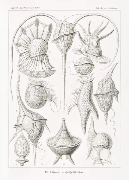 Haeckel Zırhlı Kamçılılar