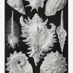 Haeckel Deniz Salyangozları