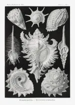 Haeckel Deniz Salyangozları