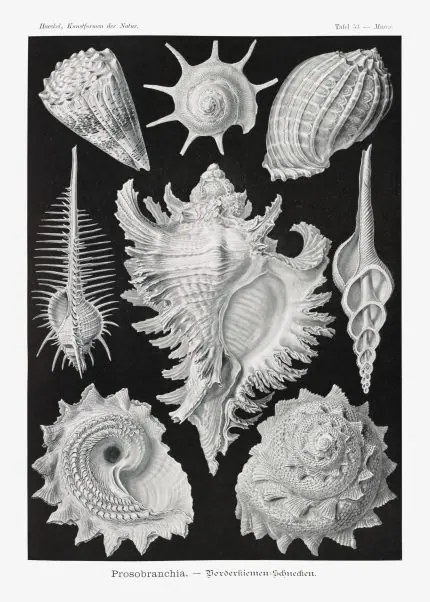 Haeckel Deniz Salyangozları