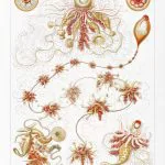 Haeckel Koloni Denizanaları
