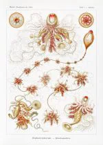 Haeckel Koloni Denizanaları