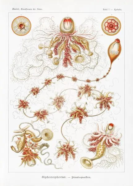Haeckel Koloni Denizanaları