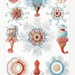 Haeckel Renkli Koloni Denizanaları