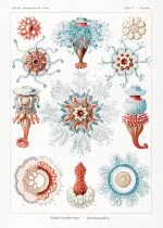 Haeckel Renkli Koloni Denizanaları