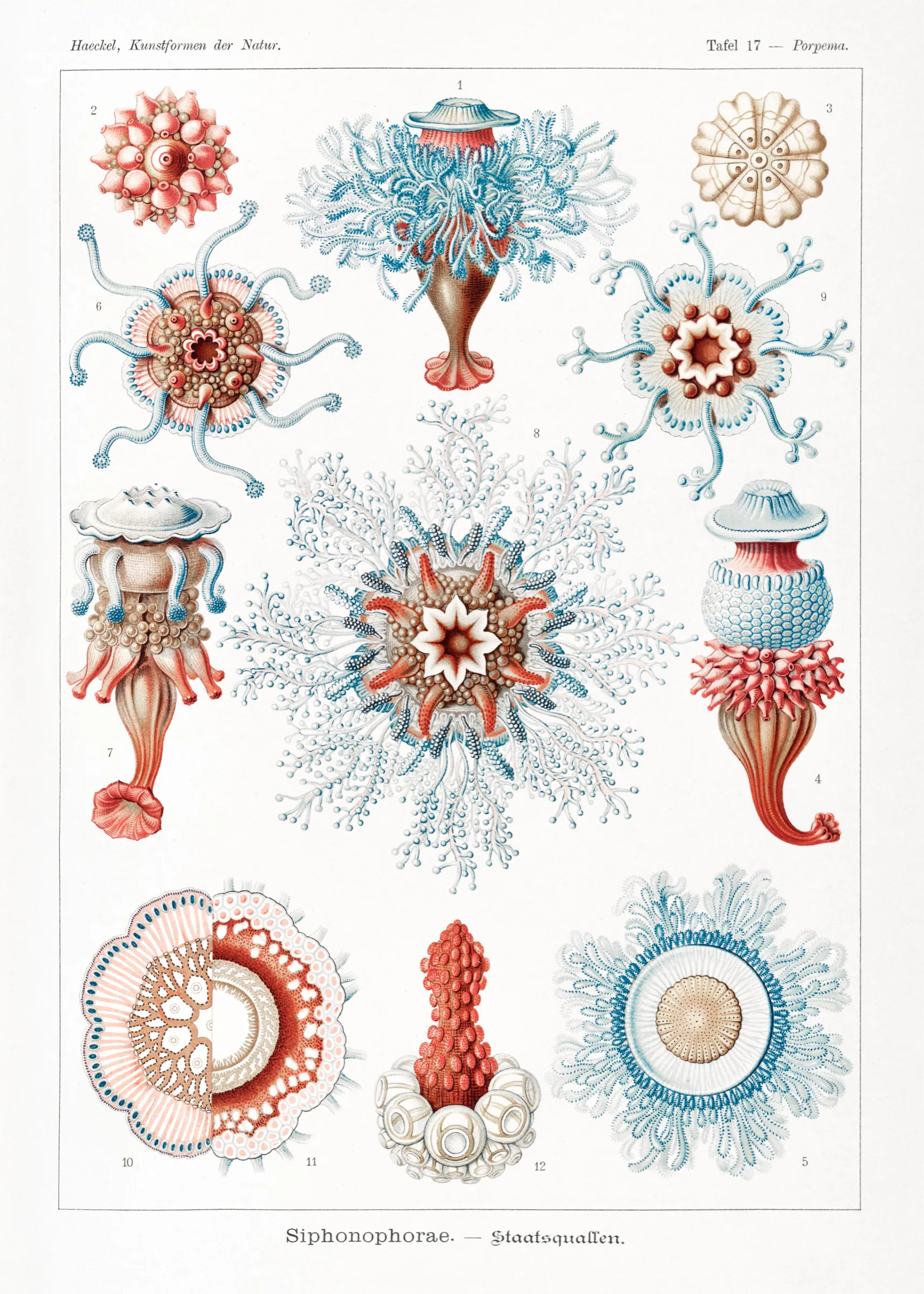 Haeckel Renkli Koloni Denizanaları Haeckel Renkli Koloni Denizanaları