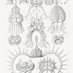 Haeckel Halkalı Işınlılar