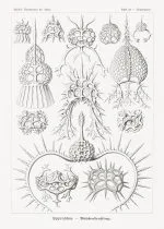 Haeckel Halkalı Işınlılar