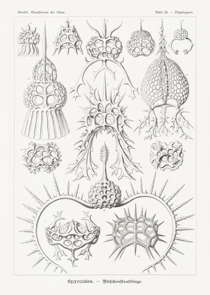 Haeckel Halkalı Işınlılar