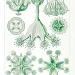 Haeckel Kadeh Denizanaları